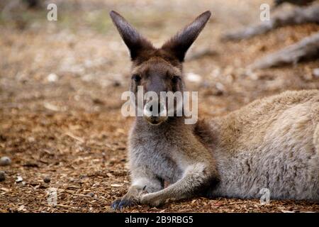 Kangourou gris de l'Ouest (Macropus fuliginosus) dans son habitat, reposant sur le sol, vue frontale Banque D'Images