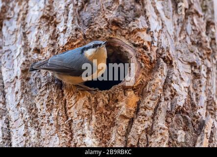 Nuthatch eurasien (Sitta europaea) sur le côté du trou de nidification, animal sauvage Banque D'Images