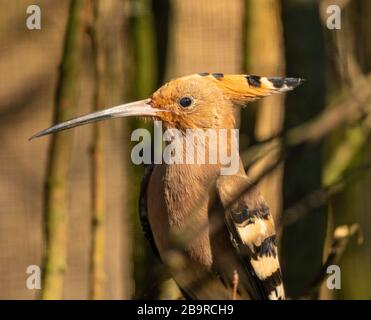 Hoopoe eurasien (Upupa eps) sur une branche, zoo animal Banque D'Images