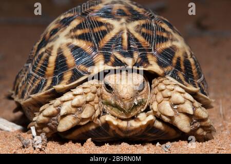 Kalahari Tent Tortue, Psammobates oculifer, bassin de Kalahari, Namibie Banque D'Images