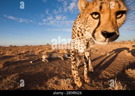 Cheetah, Acinonyx jubatus, bassin de Kalahari, Namibie Banque D'Images