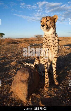 Cheetah, Acinonyx jubatus, bassin de Kalahari, Namibie Banque D'Images