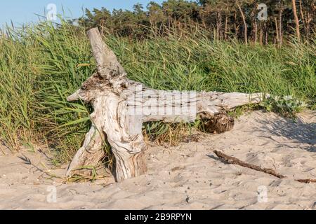 Vieux tronc se trouve sur une plage de sable avec des dunes, forêt et ciel nuageux Banque D'Images