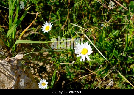 Leucanthemum vulgare, communément appelée guirlande à anneaux ou guirlande de chiens. Banque D'Images