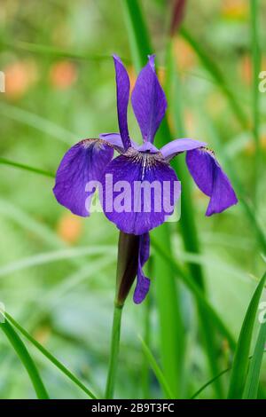 Iris sibirica 'Bracknell', Iris sibérien 'Bracknell' floraison bleu foncé unique Banque D'Images