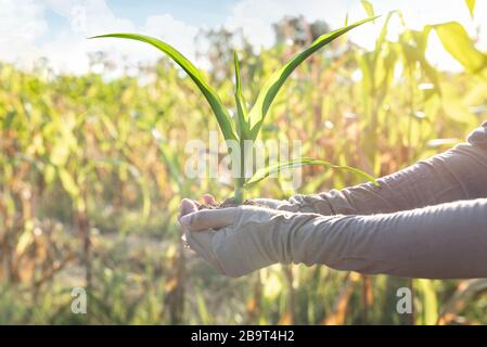 gros plan mains tenant de jeunes maïs pour planter dans le jardin avec fond de lumière du soleil Banque D'Images