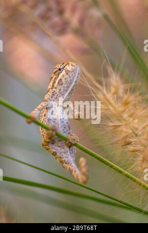 Un caméléon à col lambeau Chamaeleo dilepis vu au Zimbabwe. Banque D'Images