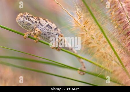 Un caméléon à col lambeau Chamaeleo dilepis vu au Zimbabwe. Banque D'Images