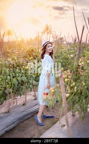 Jolie femme asiatique avec tomates rouges, récolte de légumes frais dans le jardin Banque D'Images