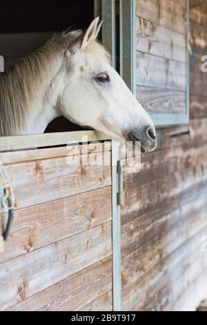 un cheval blanc sort de son étalage en bois en attendant la nourriture Banque D'Images