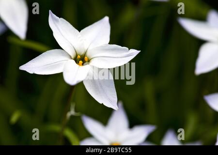 Ipheion uniflorum «White Star» (étoile du printemps) Banque D'Images