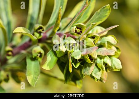 Euphorbia martini x 'Rainbow' Ascot Banque D'Images