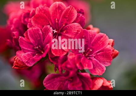 Lewisia ‘Safira Rouge’ Banque D'Images