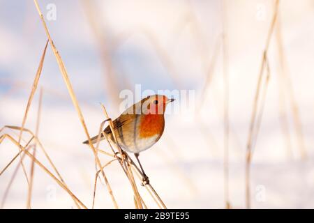 Robin erithacus rubecula, perché sur l'herbe morte dans la neige, Aberdeenshire Banque D'Images