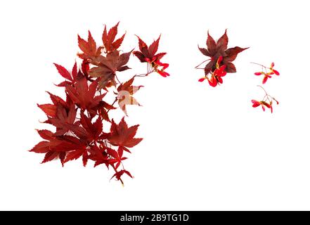 Feuilles d'érable d'automne rouge japonais isolées sur fond blanc. Acer palmatum, espace de copie Banque D'Images