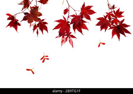 Feuilles d'érable d'automne rouge japonais isolées sur fond blanc. Acer palmatum, espace de copie Banque D'Images