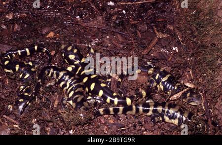 Salamandre de tigre de l'est, Ambystoma tigrinum Banque D'Images