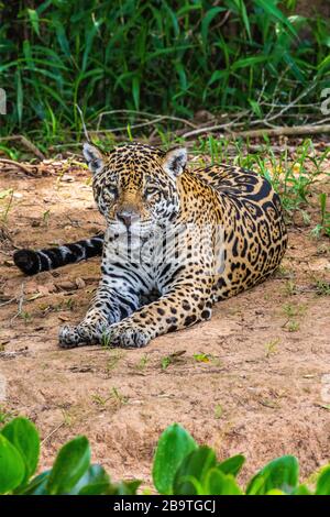 Jaguar se trouve sur le terrain dans la jungle. Gros plan. Amérique du Sud. Brésil. Parc national de Pantanal. Banque D'Images