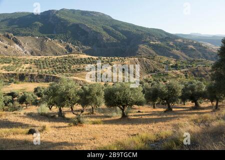 Paysage de fin d'été avec oliviers dans les contreforts de la Sierra Nevada au-dessus de Monachil, Grenade, Andalousie, Espagne Banque D'Images