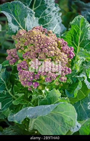 Romanesco, également connu sous le nom de broccoflower ou de chou-fleur romain, est un légume à la recherche unique, prisé pour son apparence et sa saveur douce. Banque D'Images