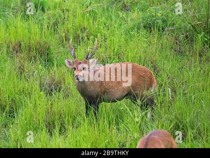 Indian Hog Deer au parc national de Kaziranga, Assam, Inde Banque D'Images