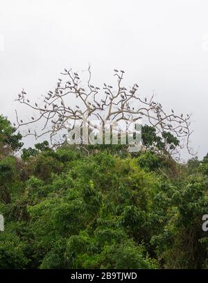 L'Openbill asiatique Storks sur un arbre au parc national de Kaziranga, Assam, Inde Banque D'Images