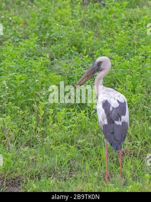 Porc asiatique Openbill dans la prairie verte du parc national de Kaziranga, Assam, Inde Banque D'Images