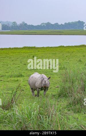 Le Grand Indien un Horned Rhinoceros dans une herbages verdoyante Banque D'Images