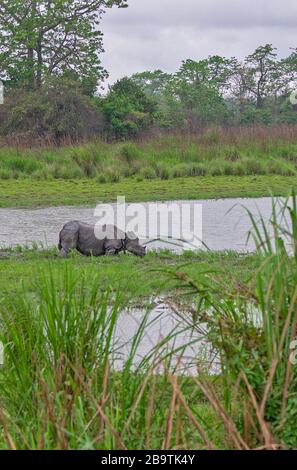 Le Grand Indien un Horned Rhinoceros près d'un bel dans le parc national de Kaziranga, Assam, Inde Banque D'Images