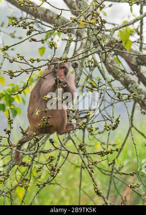 Rhesus-Macaque se nourrissant de baies dans le parc national de Kaziranga, Assam, Inde Banque D'Images