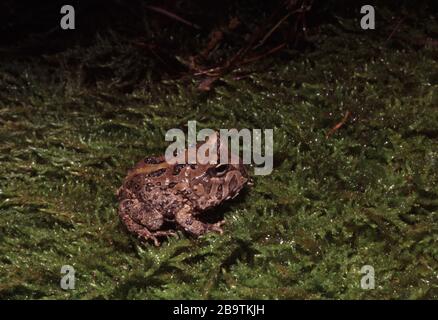 Surinam Horned Pacman Frog, Ceratophrys cornuta Banque D'Images