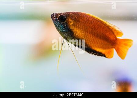 Miel gourami Trichogaster chuna aquarium tropical poisson dans réservoir de poisson. Poisson mâle coloré. Banque D'Images