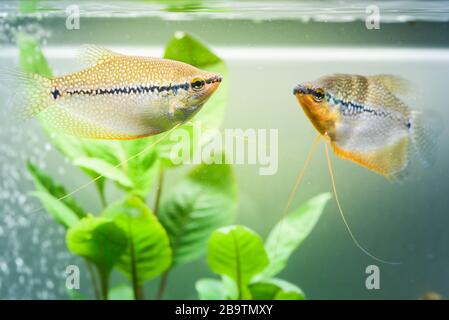 Deux poissons d'aquarium d'eau douce Pearl gourami Trichopadus leerii dans un réservoir de poissons. Concept aquaria Banque D'Images