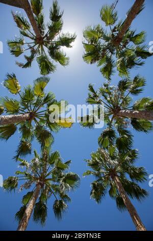 Vue sur six hauts palmiers, dans le jardin de l'Alcazar, Jerez de la Frontera, Andalousie, Espagne Banque D'Images