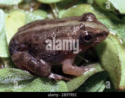 Grenouille d'herbe asiatique nouvellement métamorphisée, Fejervarya limnocharis Banque D'Images