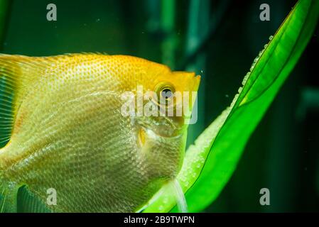 Le Pterophyllum scallare d'or dans l'eau de l'aqarium, les oeufs de gardiennage d'angéloses jaunes Banque D'Images