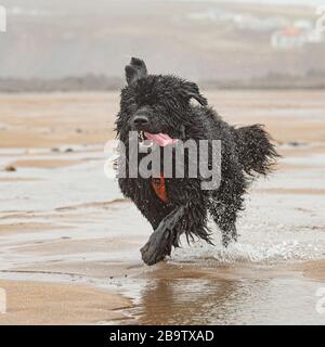 Chien de Terre-Neuve Banque D'Images