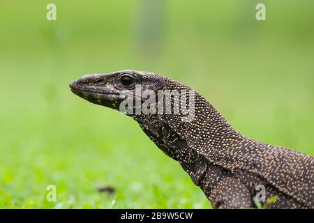 Surveiller Lizard à Pulau Tioman Banque D'Images