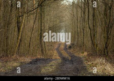 Une route de terre dans une forêt brune sombre d'automne Banque D'Images