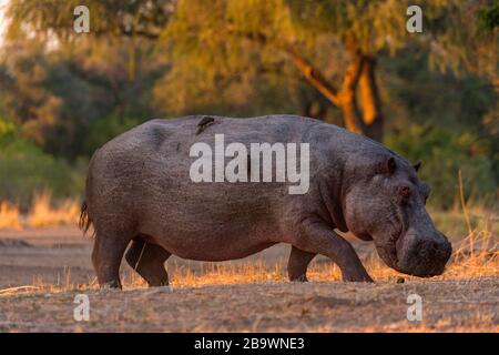 Un grand mâle Hippopotamus Hippopotamus amphibius vu dans le parc national du Zimbabwe Mana Pools. Banque D'Images