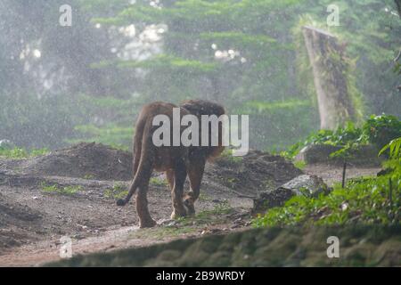 Lion marchant sous la pluie au zoo de Singapour. Banque D'Images