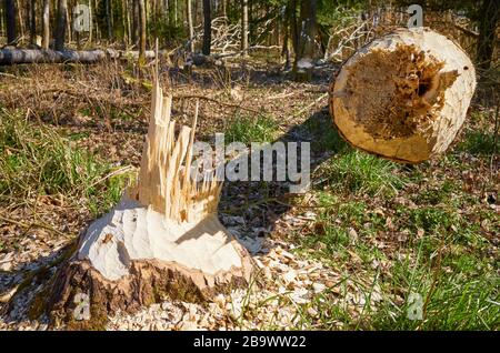 Gros plan image d'un arbre découpée par un castor avec des dents des marques visibles, mise au point sélective. Banque D'Images