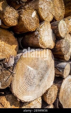 Gros plan des journaux d'arbre empilés, mise au point sélective. Banque D'Images