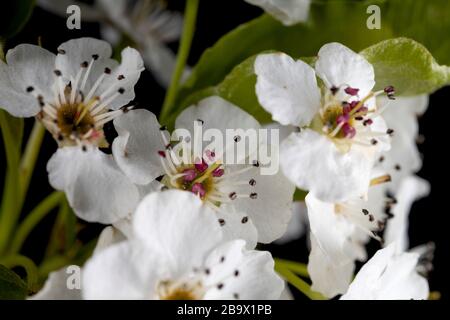 Fleurs d'arbre blanches isolées sur fond noir Banque D'Images