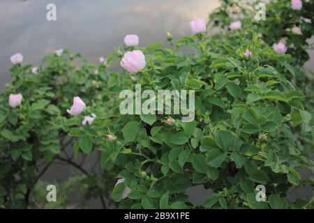 Une branche des hanches de rose sauvage avec des fleurs roses délicates sur le fond de l'eau de rivière avec des reflets de nuages. Fleurs naturelles fond. Jour de printemps Banque D'Images