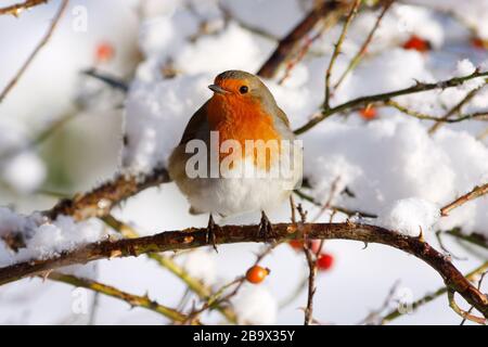 Robin erithacus rubecula, en chien rose dans la neige, Aberdeenshire Banque D'Images