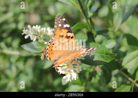 Thistle papillon (Vanessa cardui) assis sur un buisson blanc fleuri. Femme peinte papillon obtenir nectar Banque D'Images