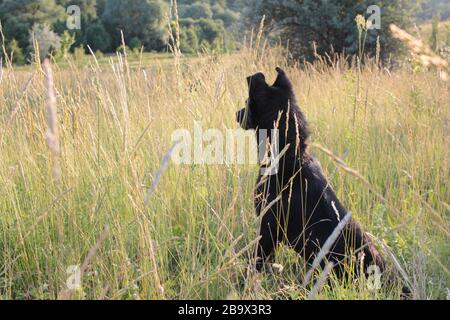 Adorable chien sur le pré d'été alerté les oreilles et regardant quelque part Banque D'Images