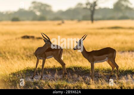 Deux Impalas se battent dans le parc national de Hwange au Zimbabwe. Banque D'Images