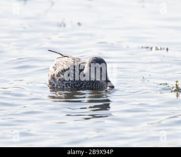 Le Canard chipeau (Mareca strepera) Banque D'Images